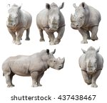 White rhinoceros  square lipped ...