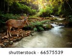 tropical stream and sambar deer
