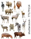 African animals collection...