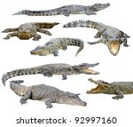 Collection Of  Crocodile...