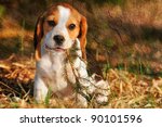 Seated Beagle Puppy Dog Plays...