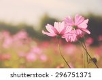 Pink Cosmos Flowers In The...