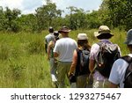Small photo of A group of tourists walk single file following a local guide on safari in Ziwa Rhino Sanctuary, Uganda.