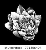 A Lotus Water Lily Flower In A...