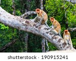 Family Of Proboscis Monkeys In...