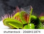 Close up of Venus Fly Trap with Spider Web Inside Trap