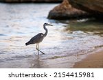 Black Headed Heron Wading...