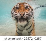 Small photo of Tiger underwater staring at camera. Bengal tiger is staring directly at camera and has nose bubble coming out. Tigers are one of two large cats that enjoy water and this tiger loves diving underwater.