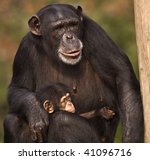 Mother Chimp Holding Baby