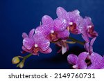 Set Of Branch Pink Orchid On...