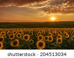 Sunflower Fields In Warm...