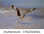 Small photo of Willet Shorebird With Wings Full Spread Trying To Outrun The Incoming Tide
