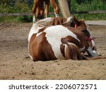 Small photo of skewbald horse lying on the sand in a paddock, rear view