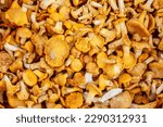 Mushroom Background. Chanterelles mushrooms just picked in the forest