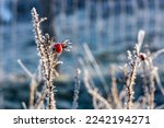 A red rosehip berry on a dried stem is covered with frost