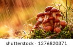 Armillaria Mushrooms Of Honey...