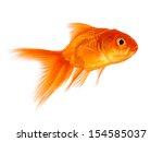 Gold Fish Isolated On A White...