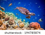 Turtle - Eretmochelys imbricata floats under water. Maldives Indian Ocean.