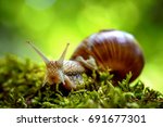 Helix Pomatia Also Roman Snail  ...