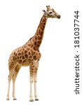 Giraffe Isolated On White...