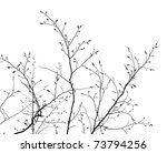 branches of a tree without leaves in spring on white background