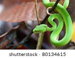 Snake  Green Pit Viper  In...
