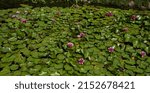 Small photo of Pink lotus flowers with green leaves on the lake. Charming pitchers. Nature’s rampage on a sunny summer day. Fresh greenerylotus