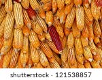 Golden Corn Cobs Hanging To Dry