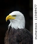 Portrait Of A Bald Eagle  Lat....