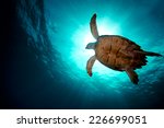 Turtle Swiming Over Divers