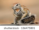 Two ground squirrels (Xerus inaurus) playing, Kalahari desert, South Africa