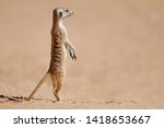 Alert meerkat (Suricata suricatta) standing on guard, Kalahari desert, South Africa