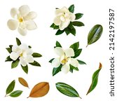Small photo of Collage of magnolia flowers and leaves isolated on white. Little Gem magnolia. Dwarf variety of Magnolia Grandiflora.