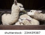 llama alpacas eating ruzi grass in mouth rural ranch farm 
