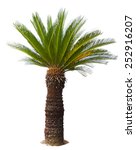 Close Up Cycad Palm Tree...