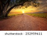 land scape of dusty road in rural scene and big rain tree plant against beautiful sunset sky use for natural background