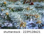 Close-up of frozen pine tree needles encased in ice with a snowy background.