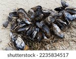 Clump Of Open Mussel Shells On...