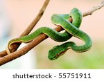 Green Snake From Khao Yai...