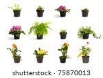 Collection Of Little Plant In A ...
