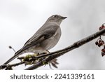 Small photo of Townsend's Solitaire bird perched on a cotoneaster berry tree branch