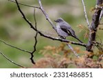 Small photo of Townsend's Solitaire bird perched on a tree branch