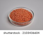 red lentils inside glass petri... | Shutterstock . vector #2103436604