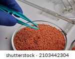 red lentils inside glass petri... | Shutterstock . vector #2103442304