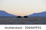 Buffaloes Of Antelope Island ...