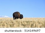 Buffaloes Of Antelope Island ...