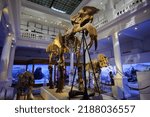 Small photo of The skeleton of a prehistoric elephant inside Grigore Antipa Natural Science Museum landmark in Bucharest. Travel to Romania, 2022.