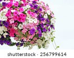 Hanging Basket Overflowing With ...