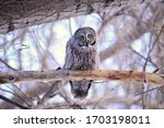 Great Grey Owl Perched On A...