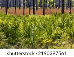 Small photo of Shrubby Saw Palmetto in foreground of Longleaf Pine forest roadside scenery in Ochlockonee River State Park in Florida Panhandle